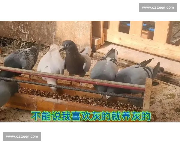 秋季信鸽比赛调理策略与科学喂养方法探讨