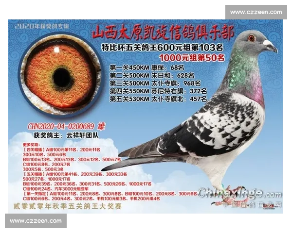 上海信鸽网精彩比赛直播带你感受鸽界盛宴热血激战